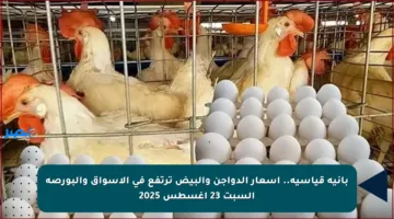 بانية قياسية.. أسعار الدواجن والبيض ترتفع في الأسواق والبورصة السبت 23 أغسطس 2025